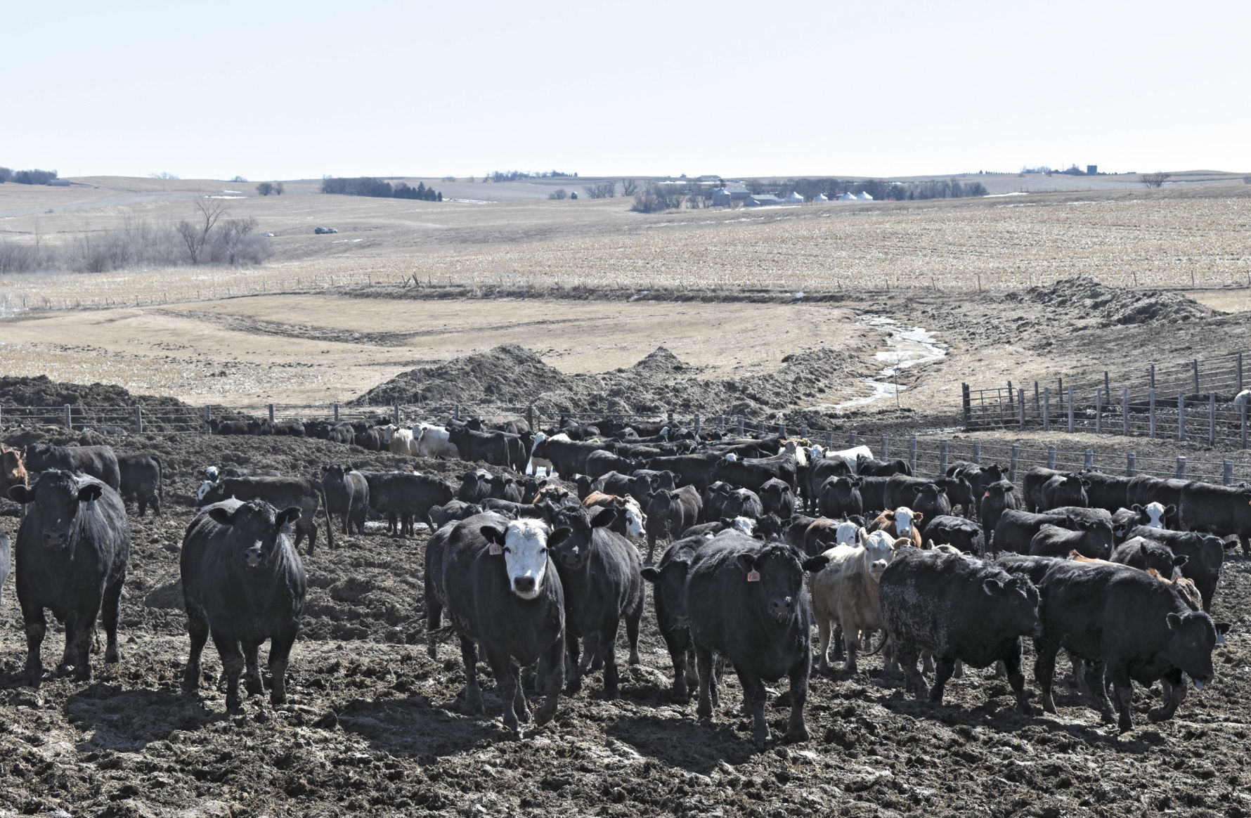 Cattle yard